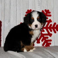 Bernese Mountain Dog