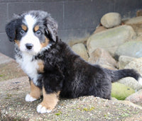 Bernese Mountain Dog