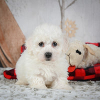 Bichon Frise