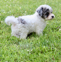 Bichpoo