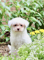 Bichpoo