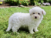 Bichpoo