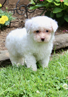 Bichpoo