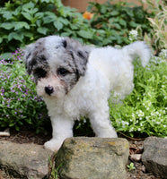 Bichpoo