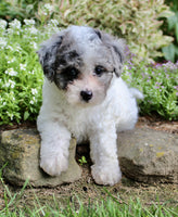 Bichpoo