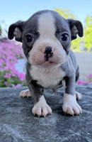 Boston Terrier