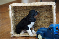  Cavalier