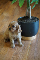  Cavalier