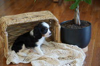  Cavalier