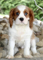Cavalier
