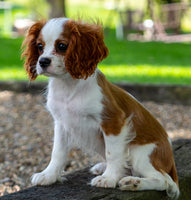 Cavalier