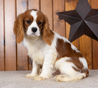 Cavalier