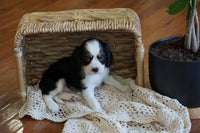  Cavalier
