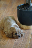  Cavalier