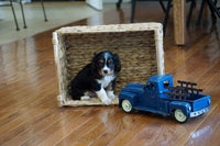  Cavalier