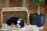  Cavalier