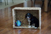  Cavalier