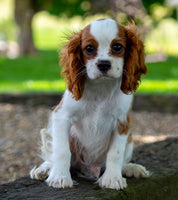 Cavalier