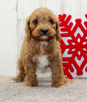  Cavapoo