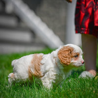 Cavapoo