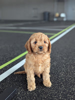 Cavapoo