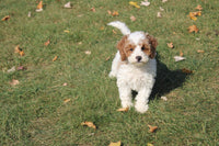 Cavapoo