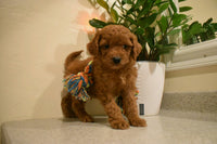 Cavapoo