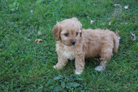 Cavapoo