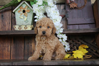 Cavapoo