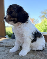 Cavapoo