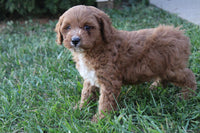 Cavapoo