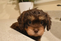 Cavapoo