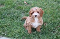 Cavapoo