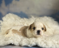 Cavapoo