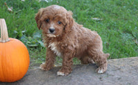 Cavapoo