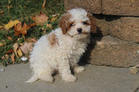 Cavapoo