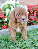 Cavapoo