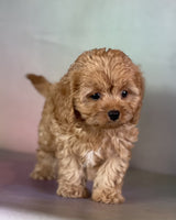 Cavapoo 