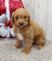  Cavapoo