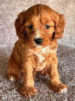 Cavapoo