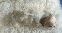 Cavapoo