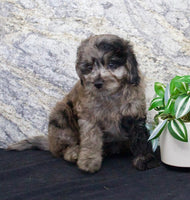 Cavapoo