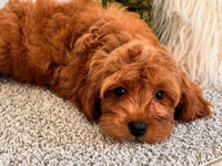 Cavapoo