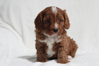 Cavapoo