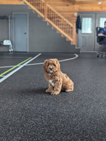 Cavapoo