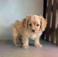  Cavapoo 