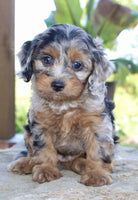 Cavapoo