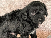 Cavapoo