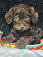 Cavapoo