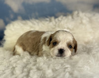 Cavapoo